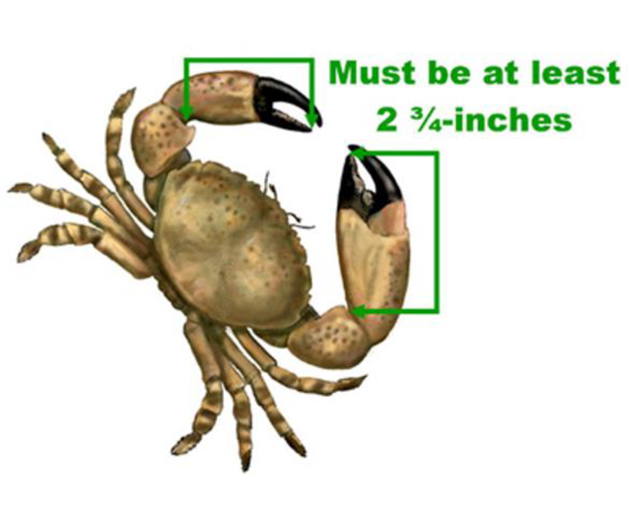 Stone Crab Season 2025